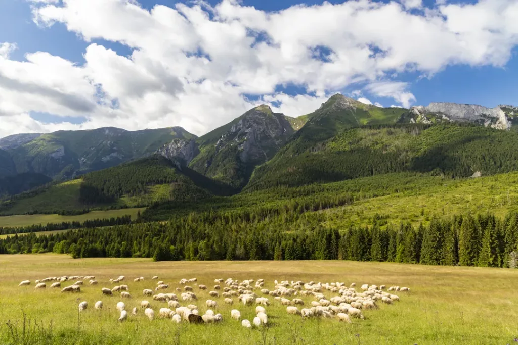 gdzie pod namiot w Polsce - tatry