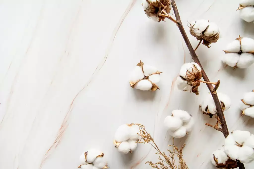 co to jest bawełna organiczna