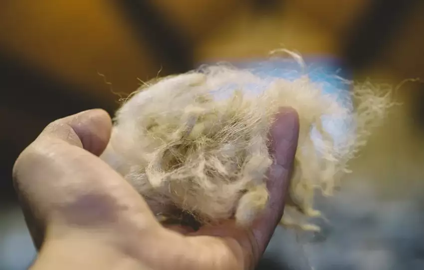 wełna merino - co to jest