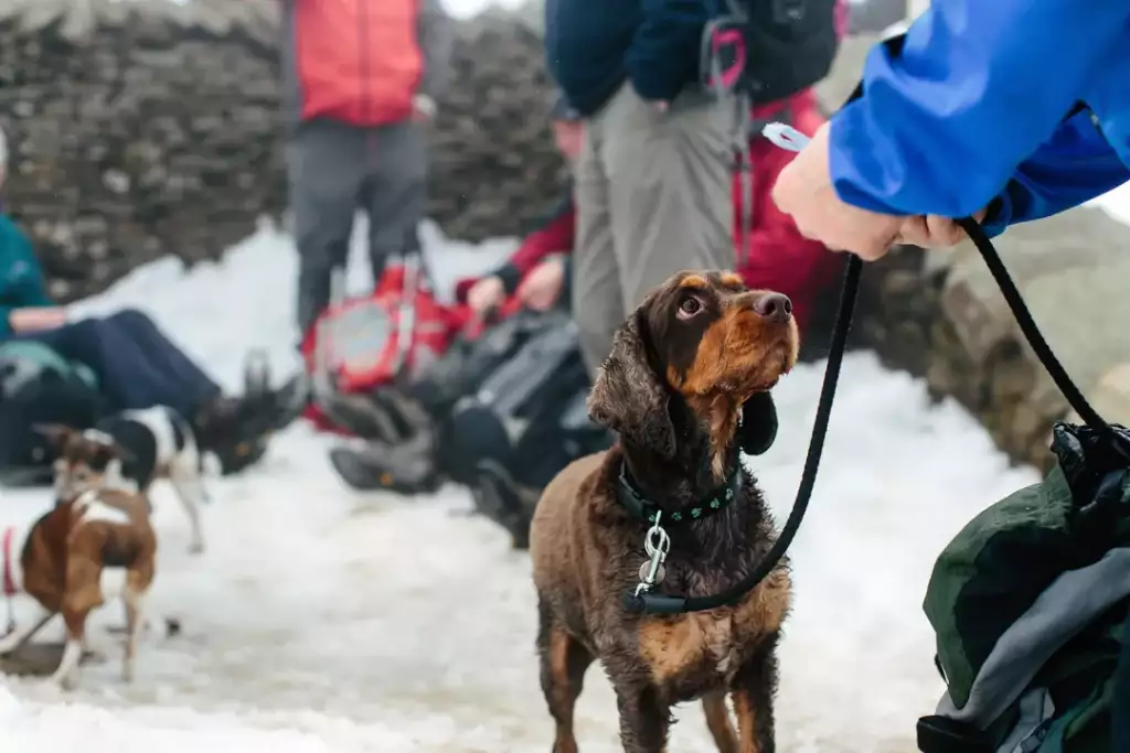 co to jest dogtrekking
