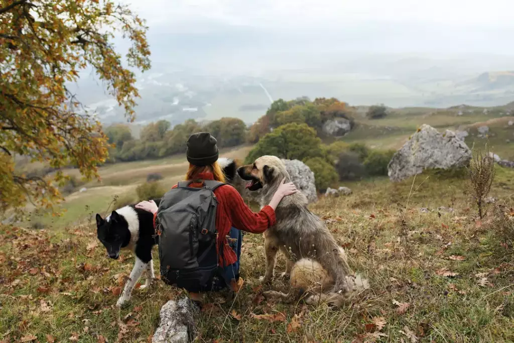dog trekking - co to jest